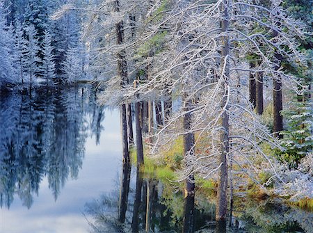 simsearch:700-00514954,k - Snow Covered arbres Edson, Alberta, Canada Photographie de stock - Rights-Managed, Code: 700-00152831