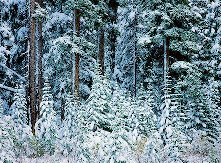 simsearch:700-00011911,k - Schneebedeckte Bäume Stockbilder - Lizenzpflichtiges, Bildnummer: 700-00152874