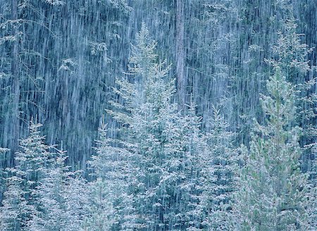 simsearch:700-00011911,k - Schneefall über Wald Stockbilder - Lizenzpflichtiges, Bildnummer: 700-00152878