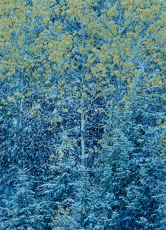 simsearch:700-00011911,k - Schneefall über Bäume Stockbilder - Lizenzpflichtiges, Bildnummer: 700-00152881