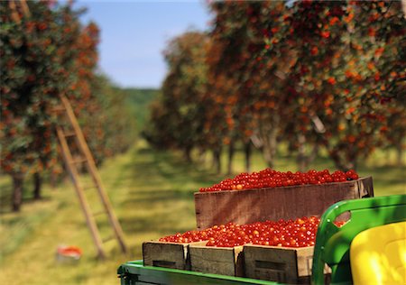 simsearch:700-00153498,k - Cherry Orchard Stock Photo - Rights-Managed, Code: 700-00153477