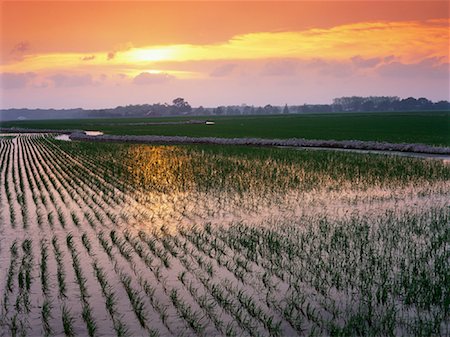 field and sunrise and america - Rice Field Lafayette, Louisiana, USA Stock Photo - Rights-Managed, Code: 700-00153489