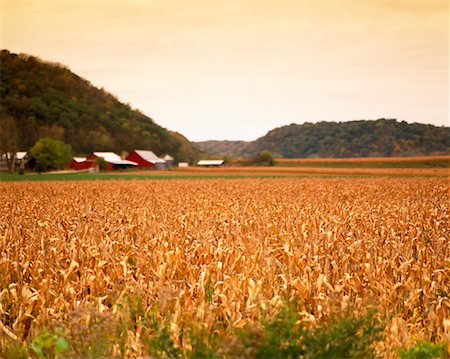 Farm and Field of Corn Stock Photo - Rights-Managed, Code: 700-00153481
