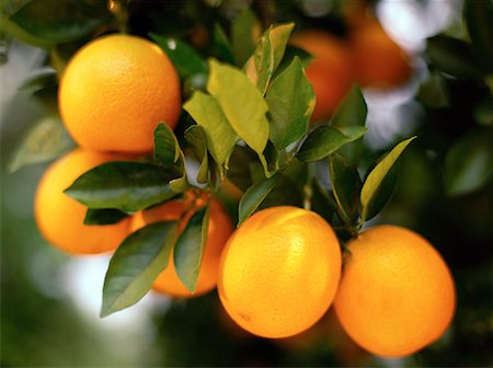 florida orange groves - Oranges on Branch Stock Photo - Rights-Managed, Code: 700-00153482