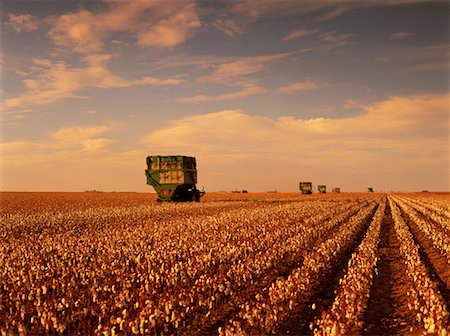 field and sunrise and america - Cotton Harvest Stock Photo - Rights-Managed, Code: 700-00153498