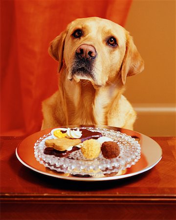 simsearch:700-00153916,k - Chien avec plaque de gâteries pour chiens Photographie de stock - Rights-Managed, Code: 700-00153915