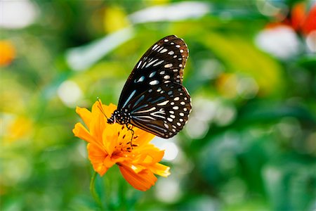 falena - Butterfly Fotografie stock - Rights-Managed, Codice: 700-00164005