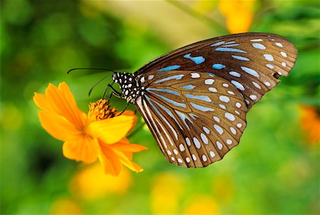 falena - Butterfly, Phuket, Thailand Fotografie stock - Rights-Managed, Codice: 700-00164006