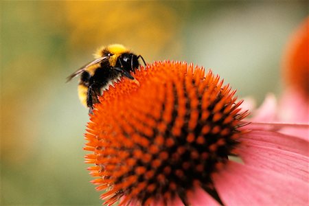 flor conífera - Bee on Flower Foto de stock - Direito Controlado, Número: 700-00164012