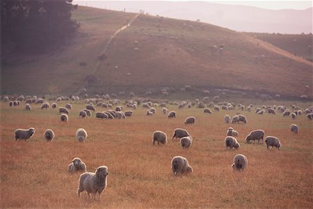 simsearch:700-00008556,k - Élevage de moutons Photographie de stock - Rights-Managed, Code: 700-00164097