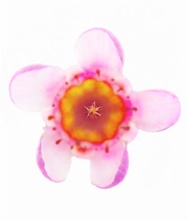 simsearch:700-00160358,k - Close-Up of Wax Flower Fotografie stock - Rights-Managed, Codice: 700-00164278