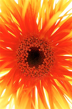 Close-Up of Gerbera Stock Photo - Rights-Managed, Code: 700-00164284