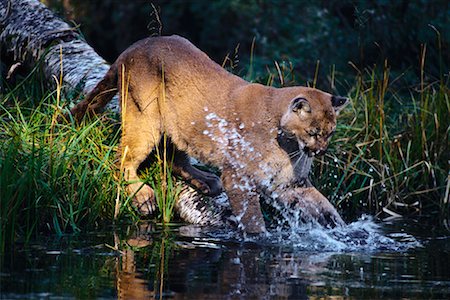 Cougar Stock Photo - Rights-Managed, Code: 700-00164705