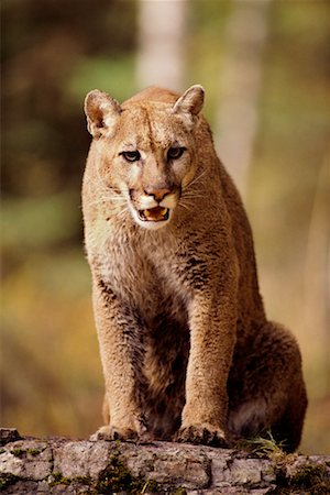 snarling mountain lion animal - Cougar Stock Photo - Rights-Managed, Code: 700-00164706