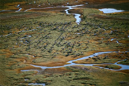 Harde de caribous Photographie de stock - Rights-Managed, Code: 700-00164711