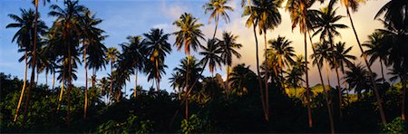 Coconut Grove Fotografie stock - Rights-Managed, Codice: 700-00164834