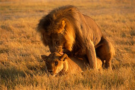 Lions d'accouplement Photographie de stock - Rights-Managed, Code: 700-00164925