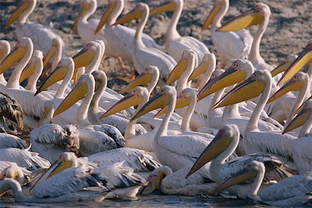Pelicans Stock Photo - Rights-Managed, Code: 700-00164930