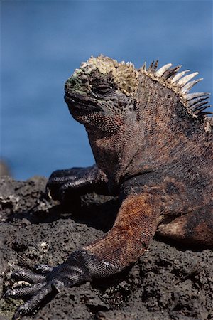 fernandina island - Marine Iguana Foto de stock - Con derechos protegidos, Código: 700-00164954