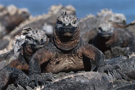 fernandina island - Marine Iguanas Foto de stock - Con derechos protegidos, Código: 700-00164955