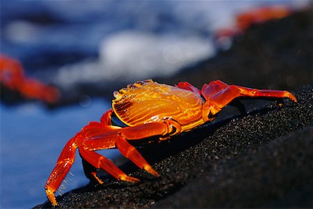 Sally Lightfoot crabe Photographie de stock - Rights-Managed, Code: 700-00164952