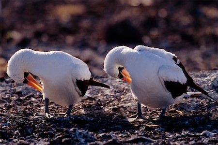 simsearch:700-00164958,k - Masked Boobies Foto de stock - Con derechos protegidos, Código: 700-00164968