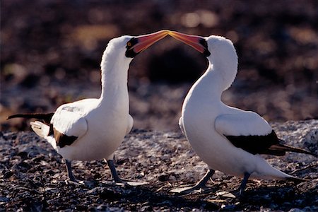 simsearch:700-00164958,k - Masked Boobies Foto de stock - Con derechos protegidos, Código: 700-00164969