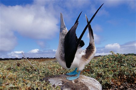 Blue-Footed Boobie Stock Photo - Rights-Managed, Code: 700-00164960