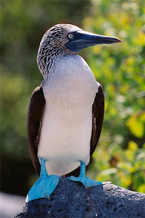 espanola island - Blue-Footed Boobie Fotografie stock - Rights-Managed, Codice: 700-00164961