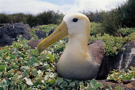 espanola island - Albatross Fotografie stock - Rights-Managed, Codice: 700-00164962