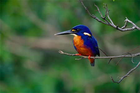 simsearch:700-01194888,k - Azure Kingfisher Stock Photo - Rights-Managed, Code: 700-00164977