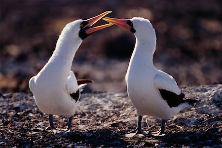 simsearch:700-00164958,k - Masked Boobies Foto de stock - Con derechos protegidos, Código: 700-00164970