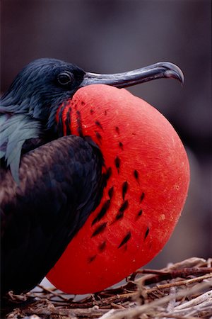 Affichage d'oiseau frégate Photographie de stock - Rights-Managed, Code: 700-00164971