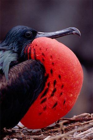 simsearch:700-00098881,k - Displaying Frigate Bird Stock Photo - Rights-Managed, Code: 700-00164971