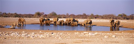 Elephants at Watering Hole Namibia, Africa Stock Photo - Rights-Managed, Code: 700-00165003