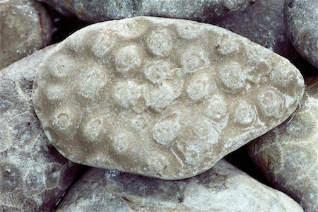 rock fossils - Fossil Stone Stock Photo - Rights-Managed, Code: 700-00165391