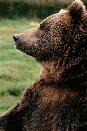 simsearch:700-00165427,k - Grizzly Bear Photographie de stock - Rights-Managed, Code: 700-00165428