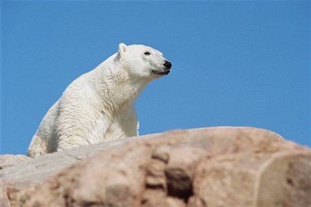 simsearch:700-00166911,k - Polar Bear Foto de stock - Direito Controlado, Número: 700-00165420