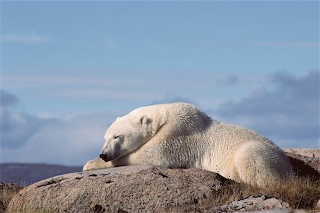 simsearch:700-00166911,k - Polar Bear Foto de stock - Direito Controlado, Número: 700-00165421