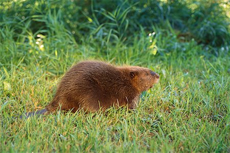 edmonton - Beaver Stock Photo - Rights-Managed, Code: 700-00165434