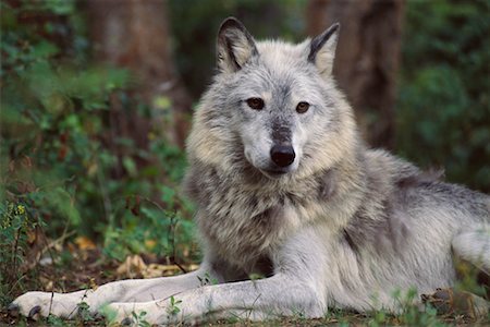 simsearch:700-00189326,k - Timber Wolf Montana, USA Stock Photo - Rights-Managed, Code: 700-00165438