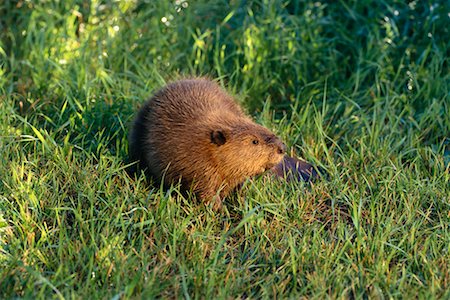 edmonton - Beaver Stock Photo - Rights-Managed, Code: 700-00165433