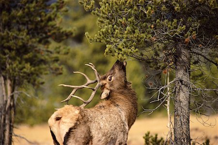 Bull Elk Fotografie stock - Rights-Managed, Codice: 700-00165448