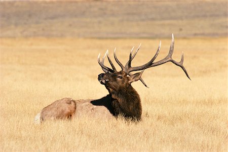 Bull Elk Fotografie stock - Rights-Managed, Codice: 700-00165450