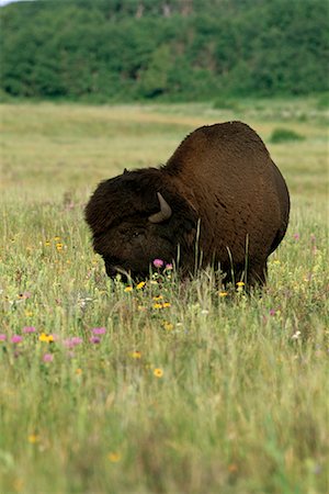 Bison Parc National Mont-Riding, Manitoba, Canada Photographie de stock - Rights-Managed, Code: 700-00165475