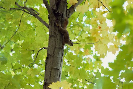 simsearch:700-00189326,k - Squirrel in a Tree Stock Photo - Rights-Managed, Code: 700-00165476