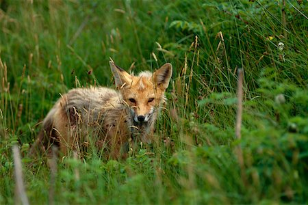 Fox Stockbilder - Lizenzpflichtiges, Bildnummer: 700-00165473