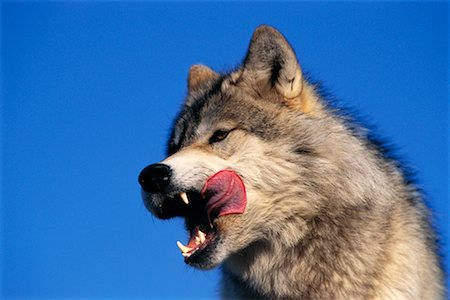 Timber Wolf Stock Photo - Rights-Managed, Code: 700-00165484