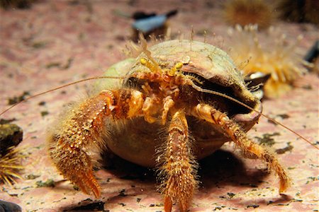 río san lorenzo - Hairy Hermit Crab Foto de stock - Con derechos protegidos, Código: 700-00165485