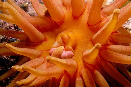 río san lorenzo - Northern Red Anemone Foto de stock - Con derechos protegidos, Código: 700-00165486